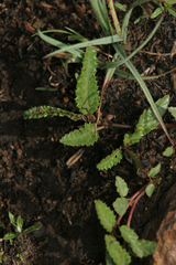 Corchorus asplenifolius