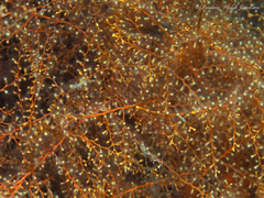 Thyroscyphus ramosus