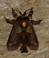 Euclea mesoamericana