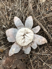 Astraeus hygrometricus