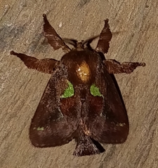 Euclea mesoamericana