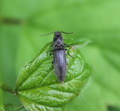 Agriotes pilosellus
