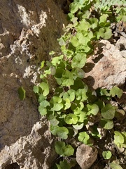 Dichondra brachypoda