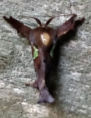 Euclea mesoamericana