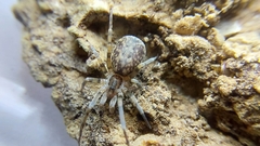 Filistatidae