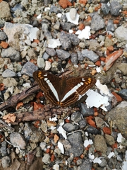 Adelpha alala