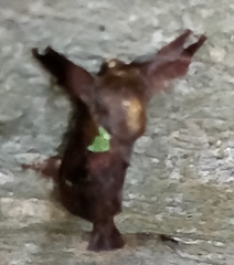 Euclea mesoamericana