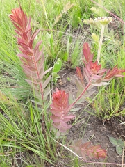 Lasiosiphon kraussianus