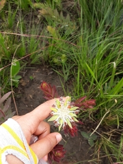 Lasiosiphon kraussianus