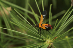 Oncopeltus famelicus