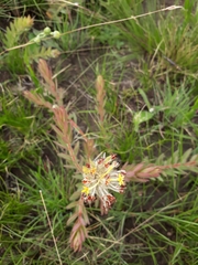 Lasiosiphon kraussianus