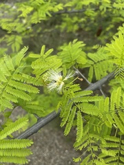 Albizia brevifolia