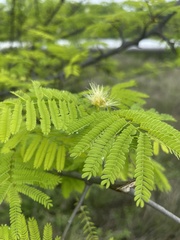 Albizia brevifolia