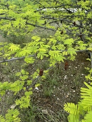 Albizia brevifolia