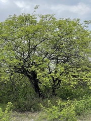 Albizia brevifolia