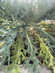 Brassica oleracea