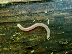 Gosodesmus claremontus