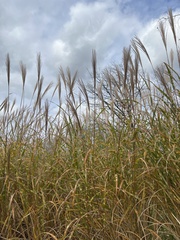 Miscanthus sacchariflorus