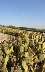 Opuntia anahuacensis