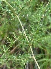 Asparagus cooperi