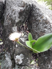 Haemanthus humilis hirsutus