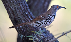 Toxostoma longirostre