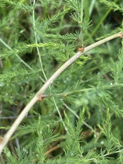 Asparagus cooperi