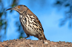 Toxostoma longirostre