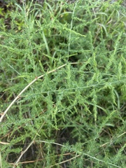 Asparagus cooperi