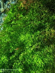 Callitriche stagnalis