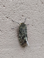 Phenax variegata
