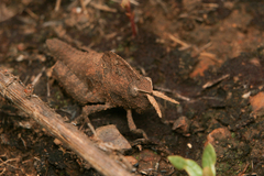 Pamphagidae