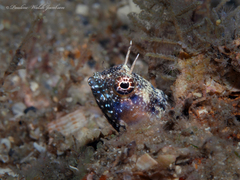 Emblemaria pandionis