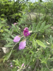 Mundulea sericea