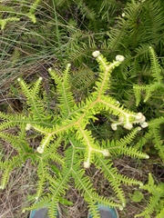 Gleicheniaceae