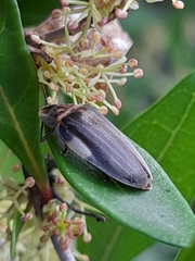 Aspisoma ignitum