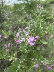 Mundulea sericea