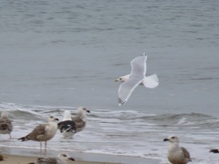Larus glaucoides kumlieni