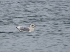 Larus glaucoides kumlieni