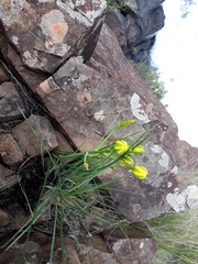 Albuca setosa