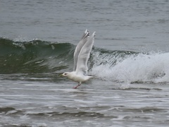 Larus glaucoides kumlieni