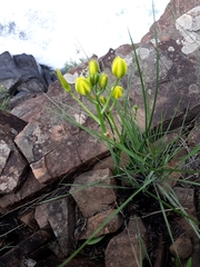 Albuca setosa
