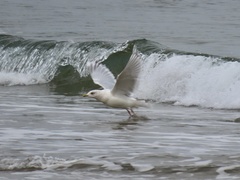 Larus glaucoides kumlieni