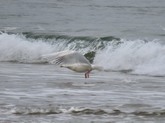 Larus glaucoides kumlieni