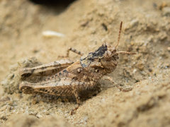 Acrotylus