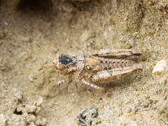 Acrotylus