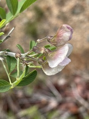 Tephrosia limpopoensis