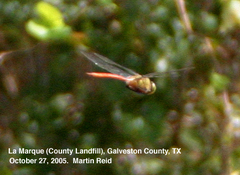 Anax longipes
