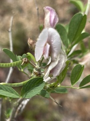 Tephrosia limpopoensis