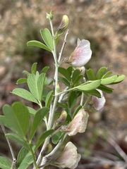 Tephrosia limpopoensis
